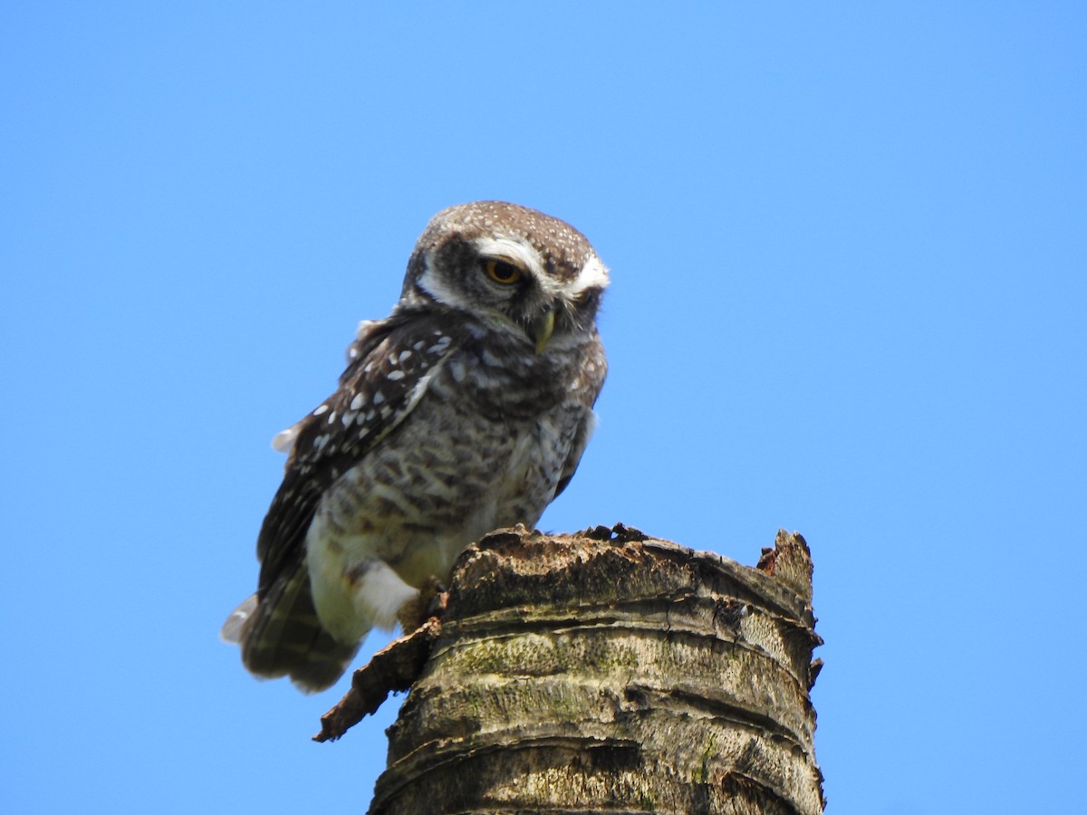 Spotted Owlet - ML180691271