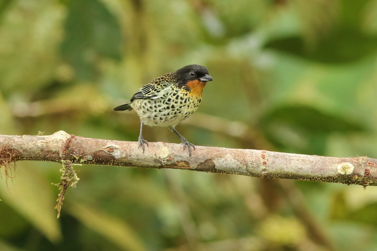 Rufous-throated Tanager - ML180691441