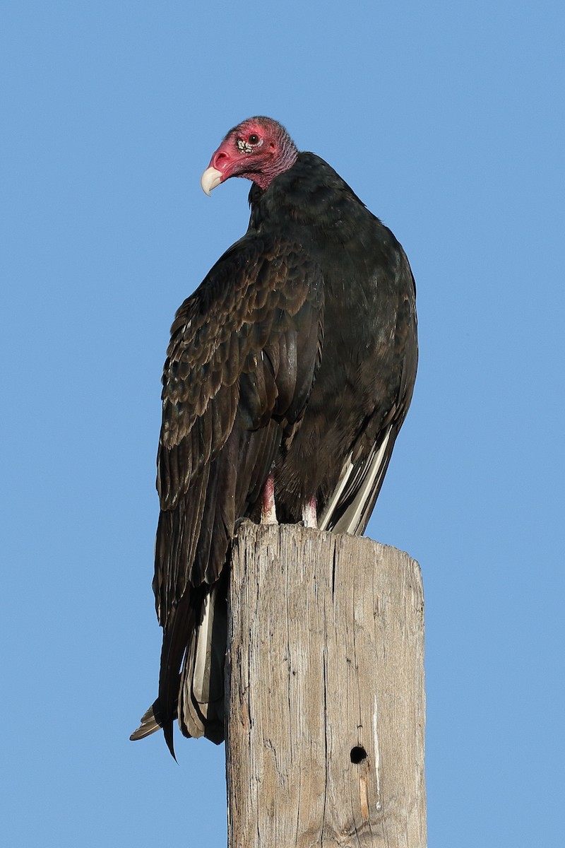 Turkey Vulture - ML180693991