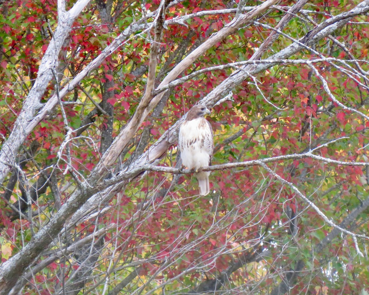 Red-tailed Hawk - ML180696471