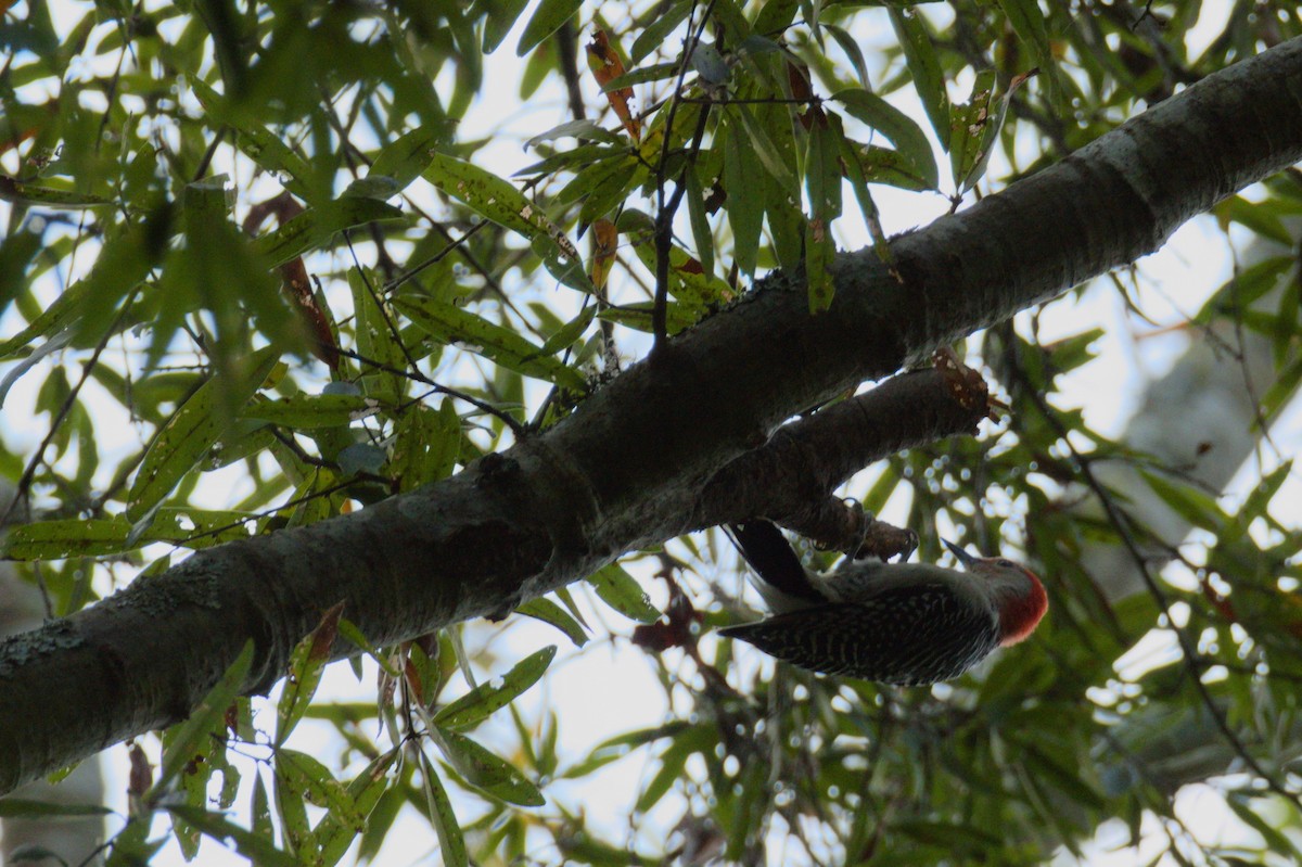 Red-bellied Woodpecker - ML180697981