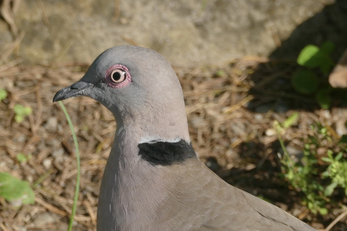 Mourning Collared-Dove - ML180703471