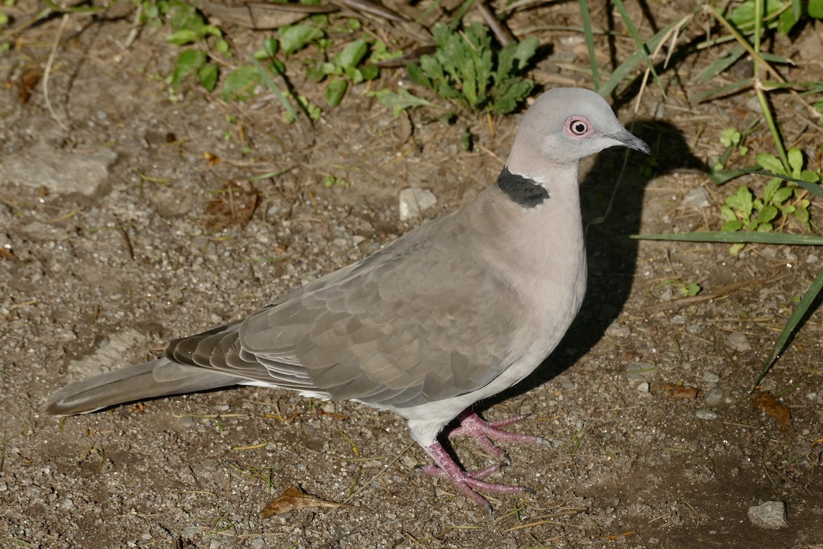 Mourning Collared-Dove - ML180703481