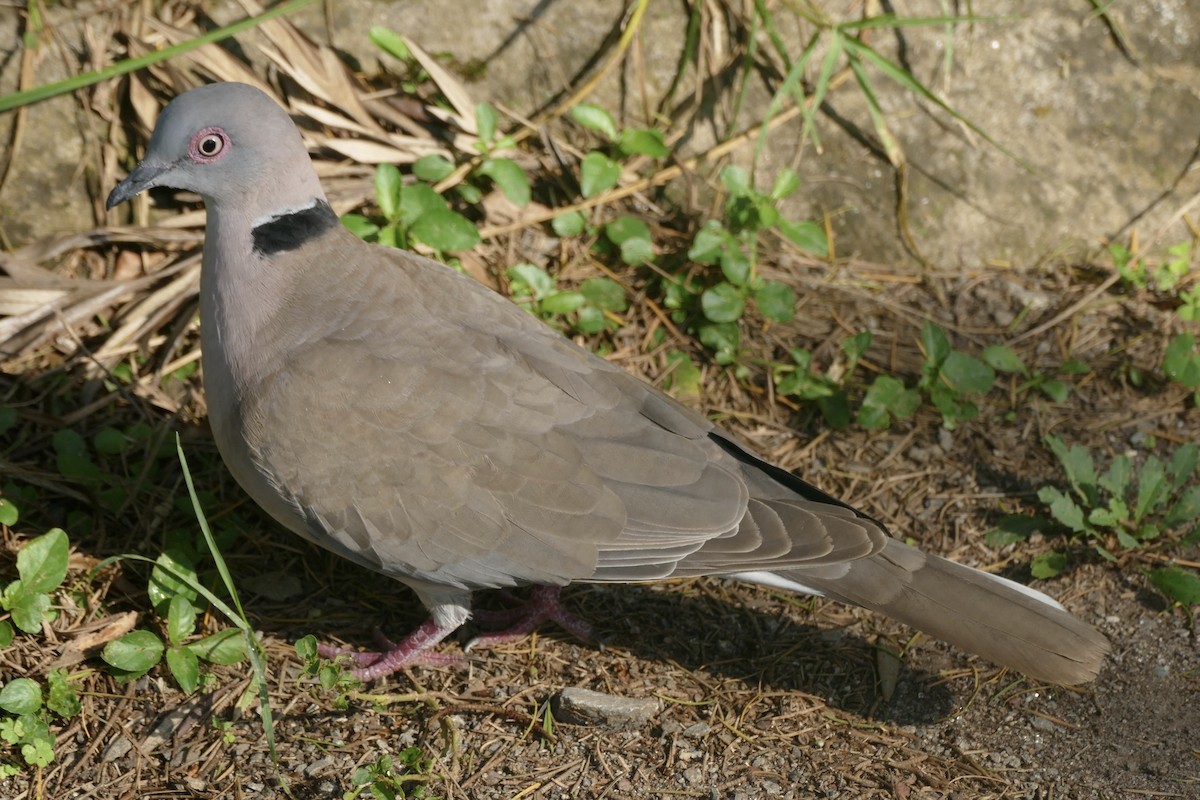 Mourning Collared-Dove - ML180703491