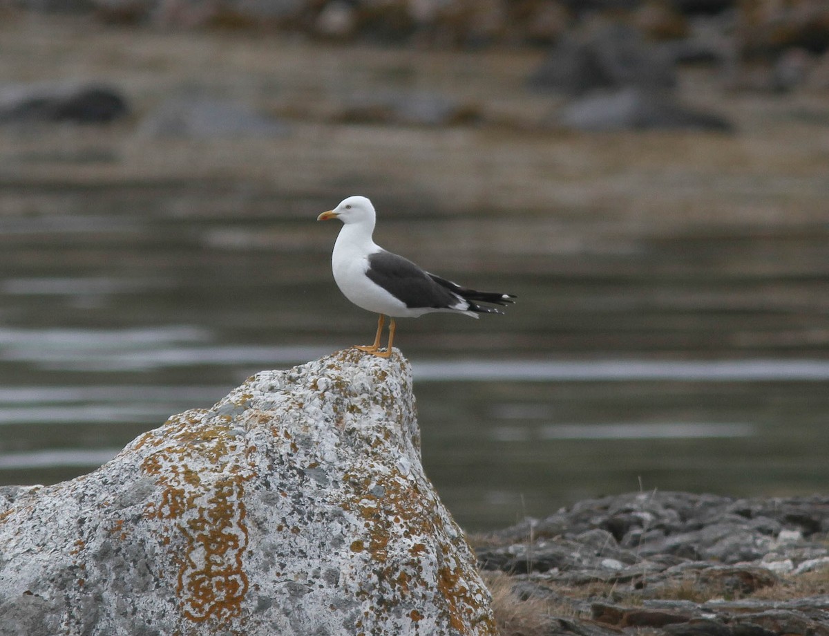 Lesser Black-backed Gull - Raymond  Birkelund