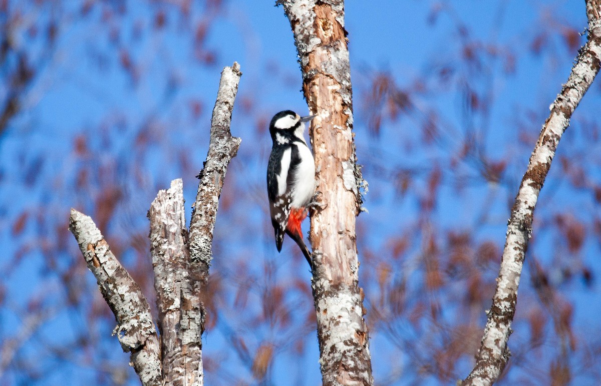 Great Spotted Woodpecker - ML180705531