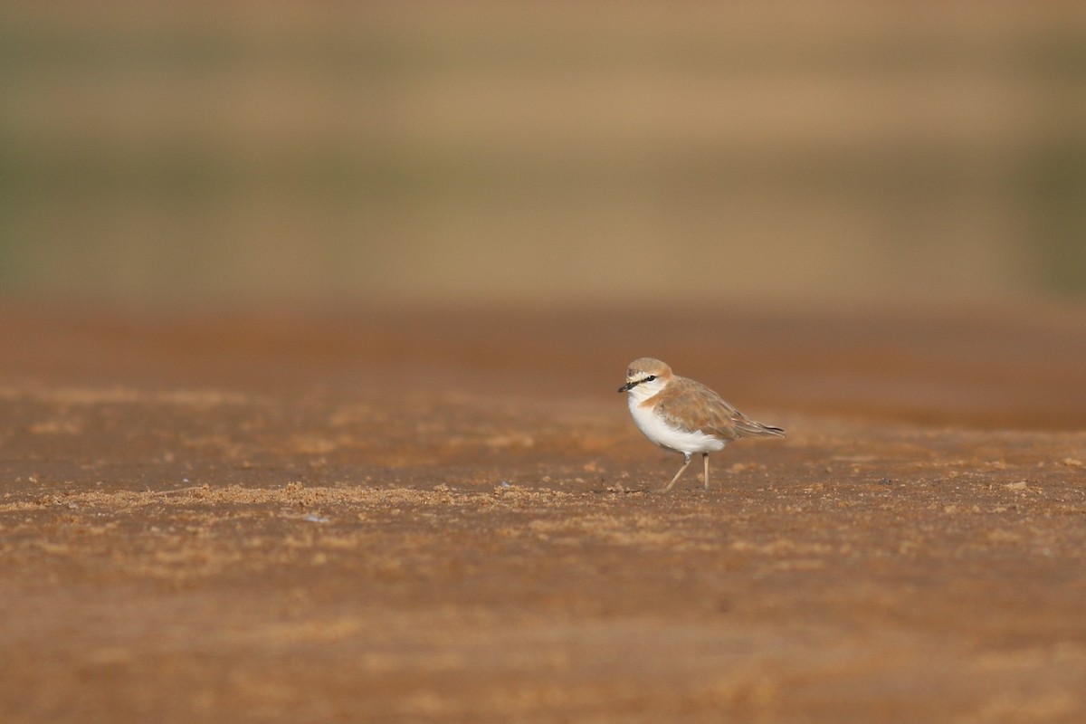 White-fronted Plover - ML180705651