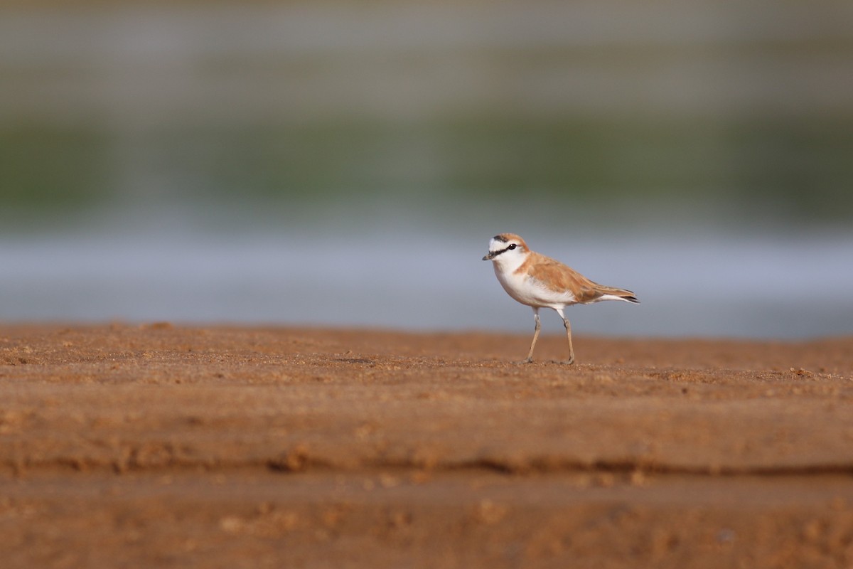 White-fronted Plover - ML180705701