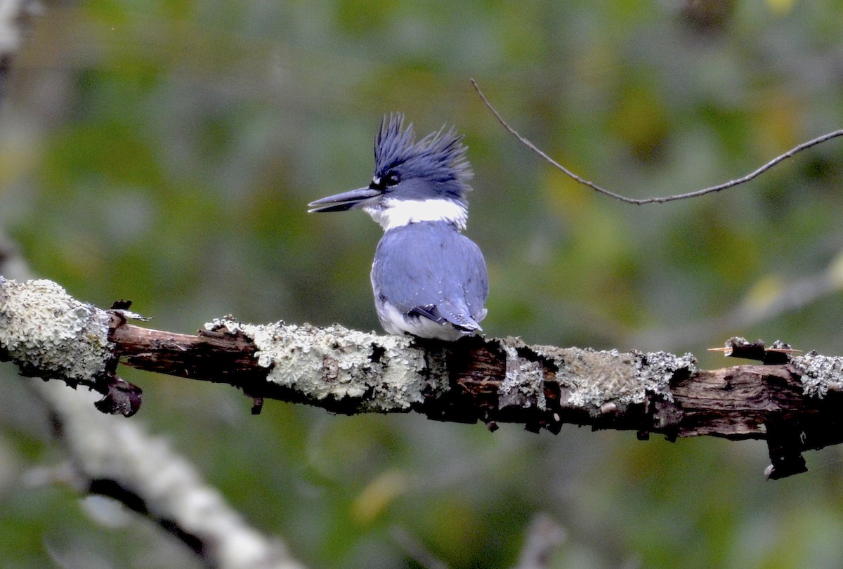 Belted Kingfisher - ML180706741