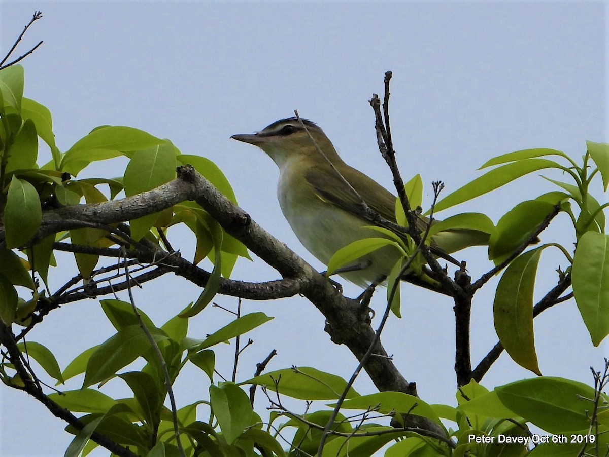Red-eyed Vireo - Peter Davey