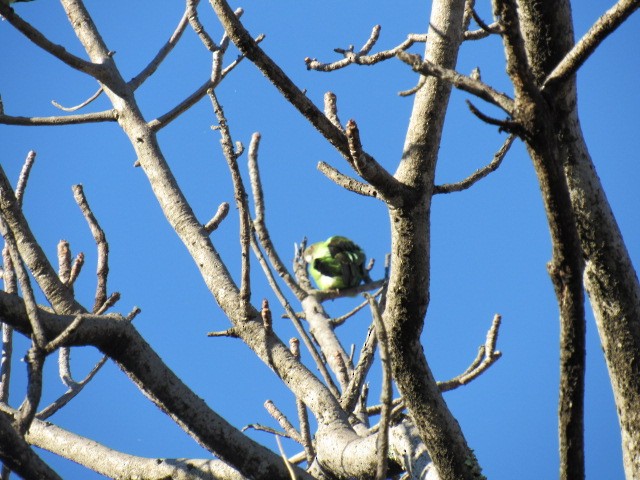 Gray-headed Lovebird - karen pinckard