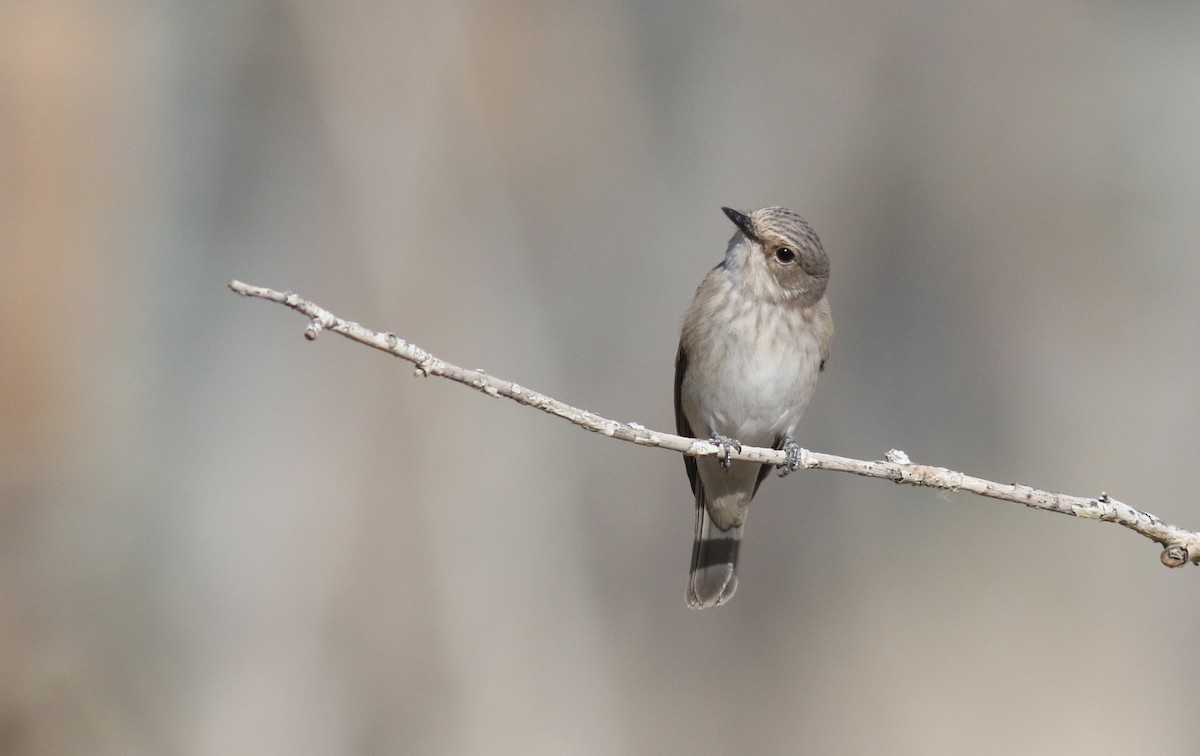 Spotted Flycatcher (Spotted) - ML180712271