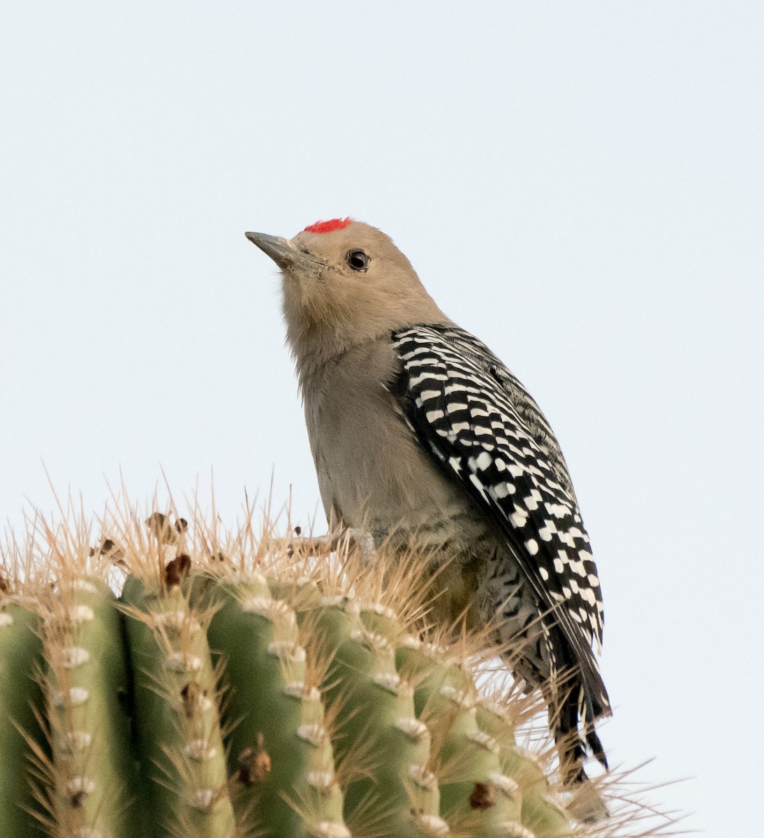 Gila Woodpecker - ML180713221