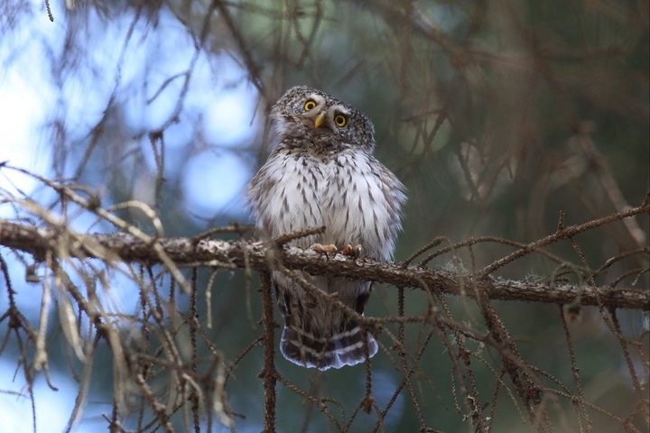 Eurasian Pygmy-Owl - Raymond  Birkelund