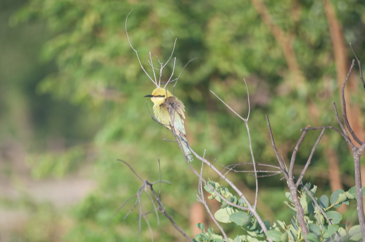 Swallow-tailed Bee-eater - ML180714451