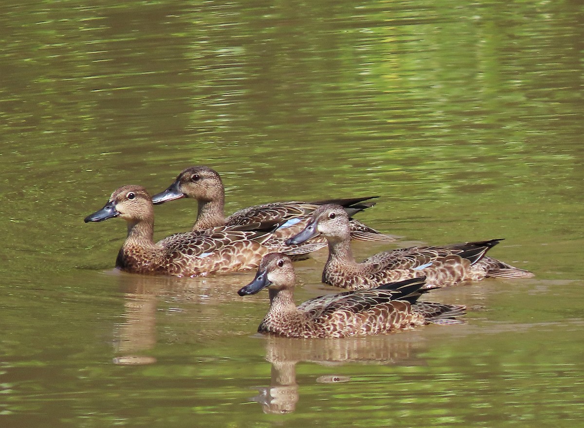 Blue-winged Teal - ML180714501
