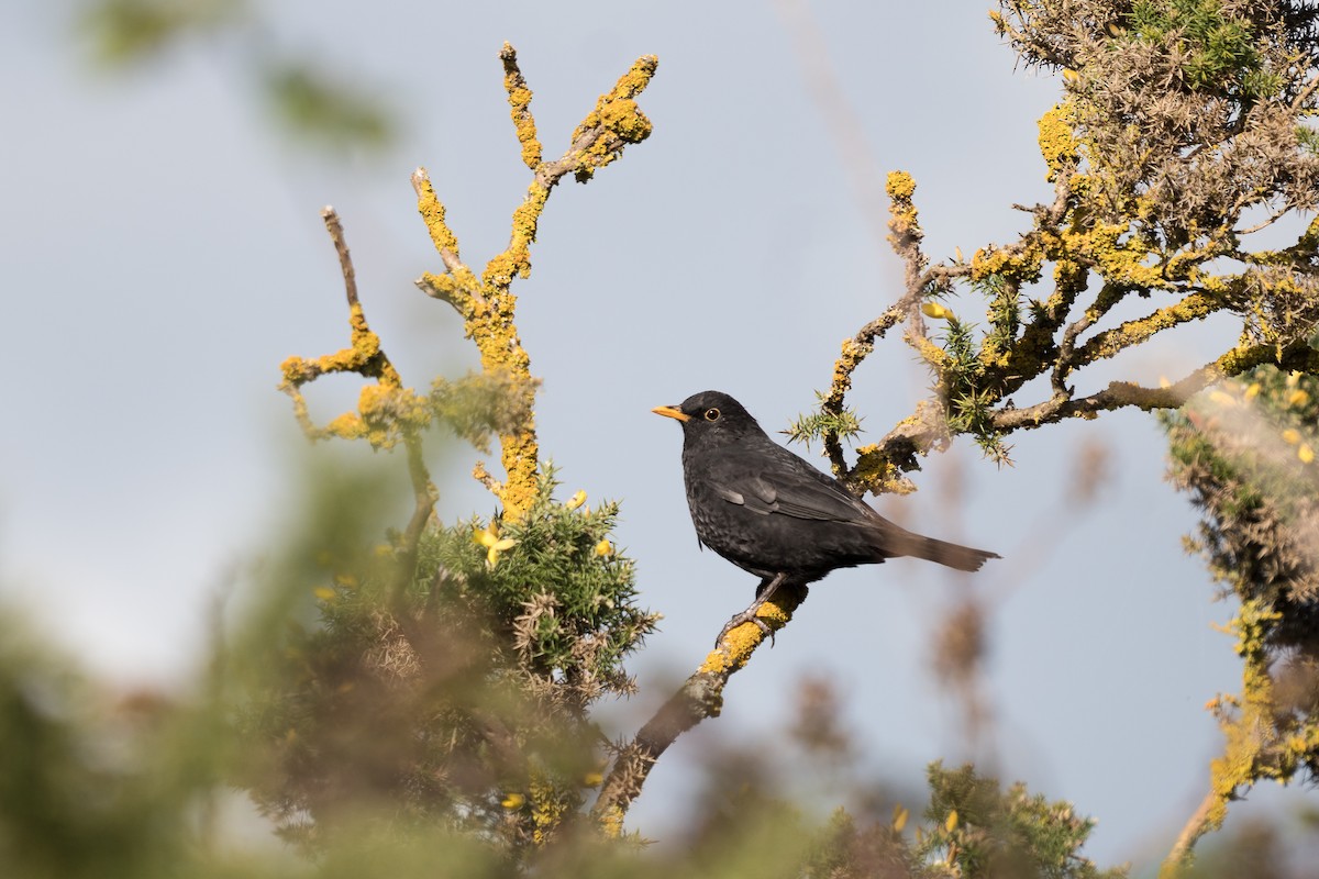 Eurasian Blackbird - Nick Irwin