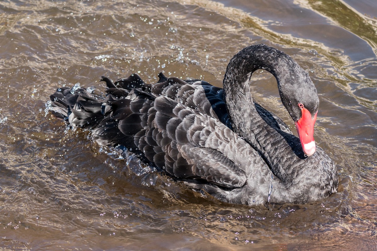 Black Swan - ML180716401