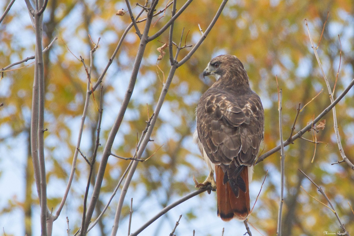 Red-tailed Hawk - ML180717751