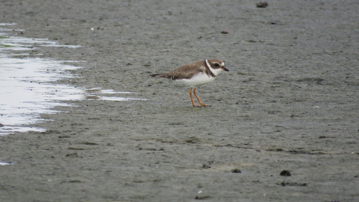 Semipalmated Plover - ML180718961
