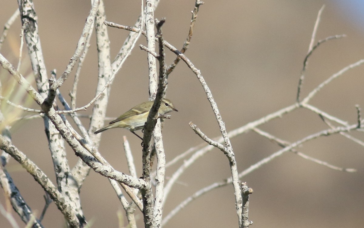 Hume's Warbler - ML180723211