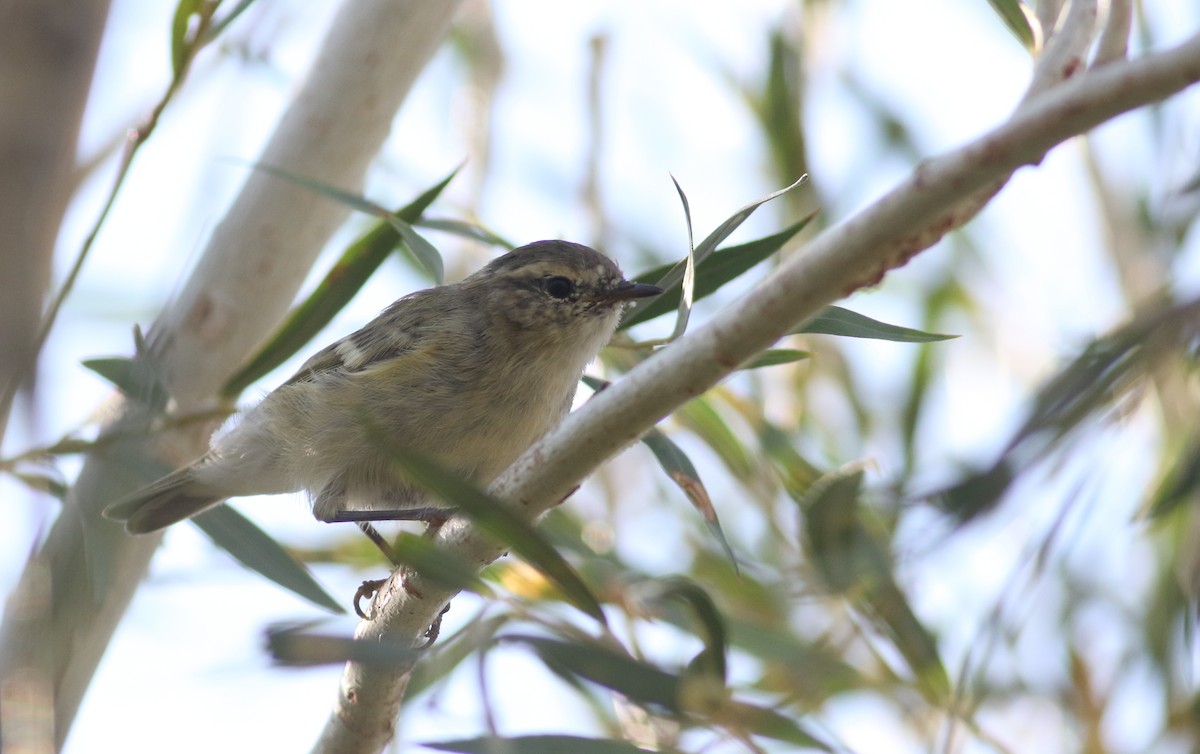 Hume's Warbler - ML180723261