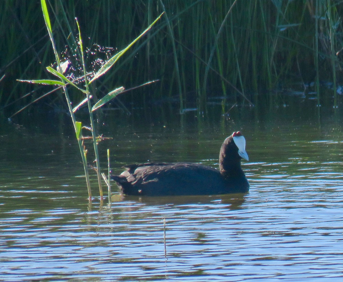 Red-knobbed Coot - ML180728321