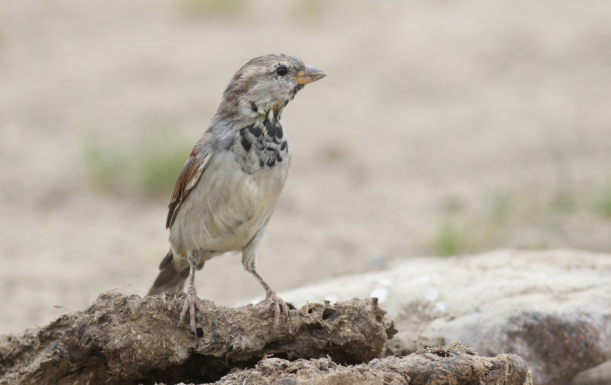 House Sparrow (Gray-cheeked) - Anton Liebermann