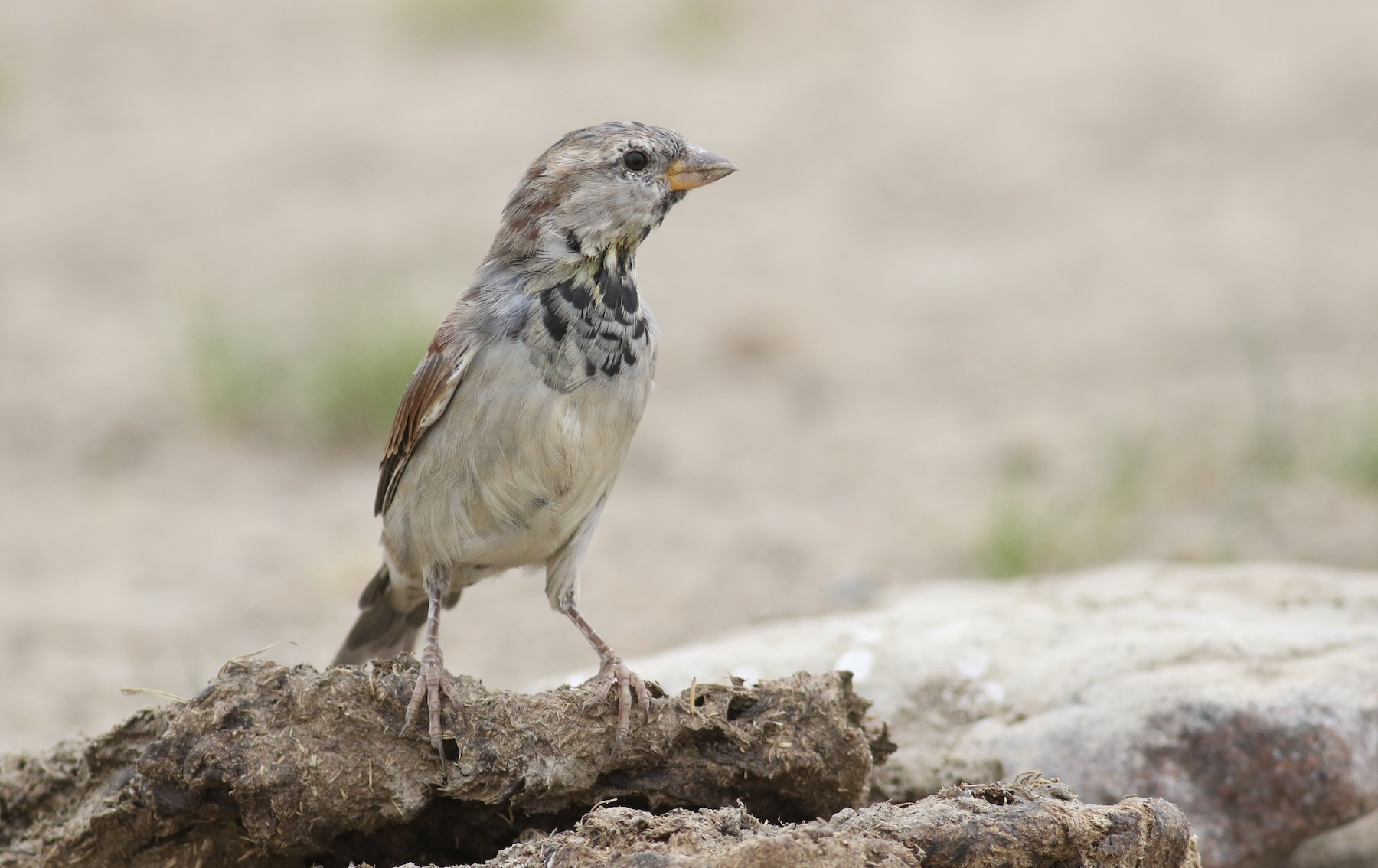 House Sparrow (Greycheeked) eBird