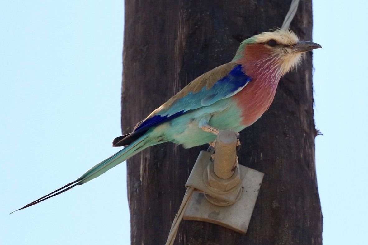 Lilac-breasted Roller - ML180729681