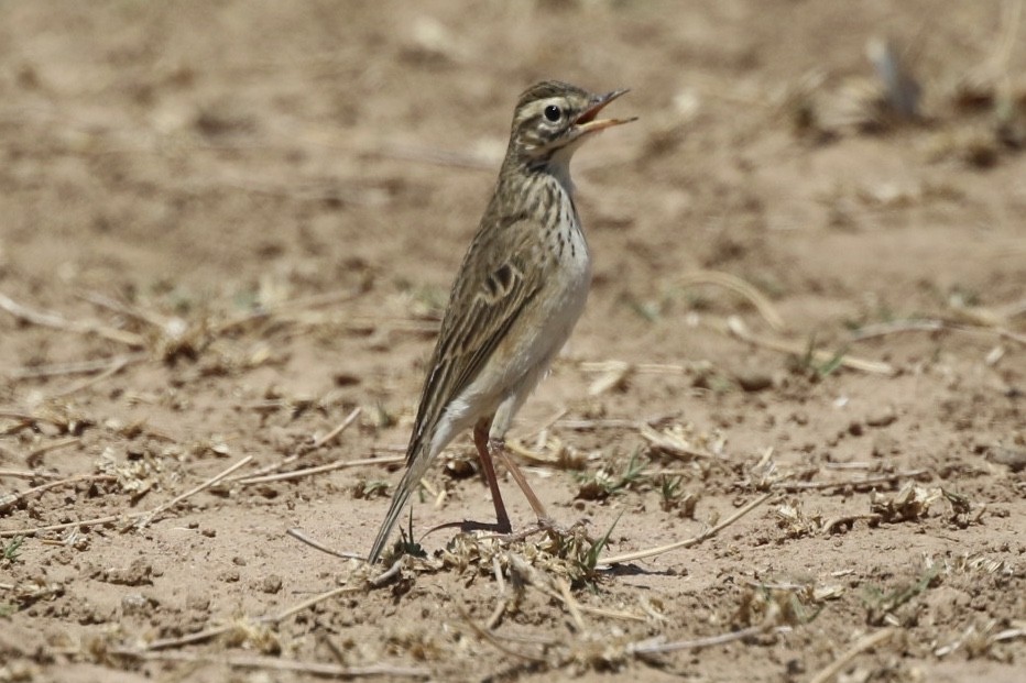 African Pipit - ML180730221