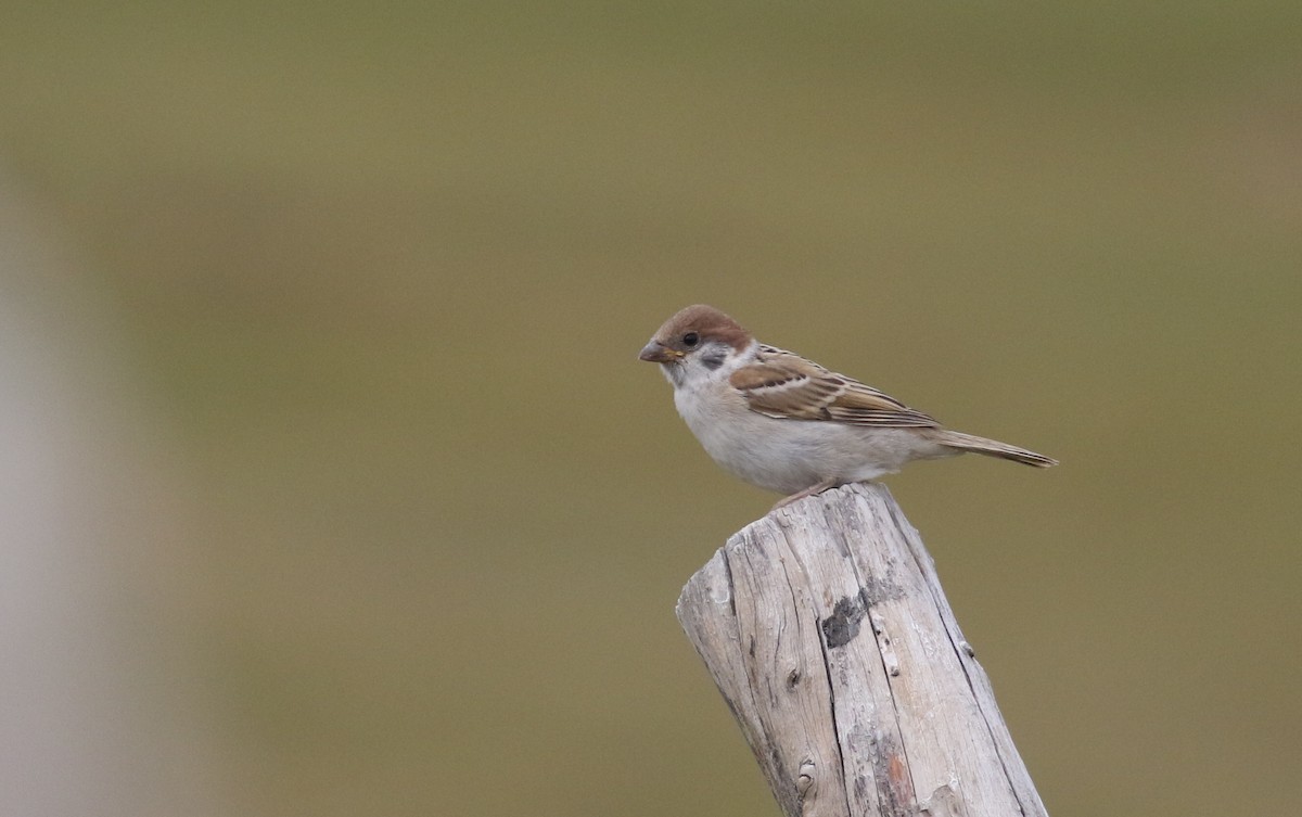 Eurasian Tree Sparrow - ML180730621