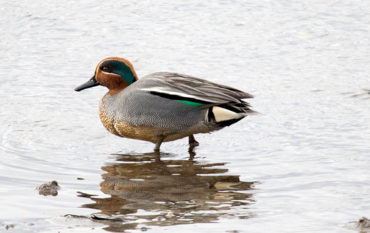 Green-winged Teal - ML180738171