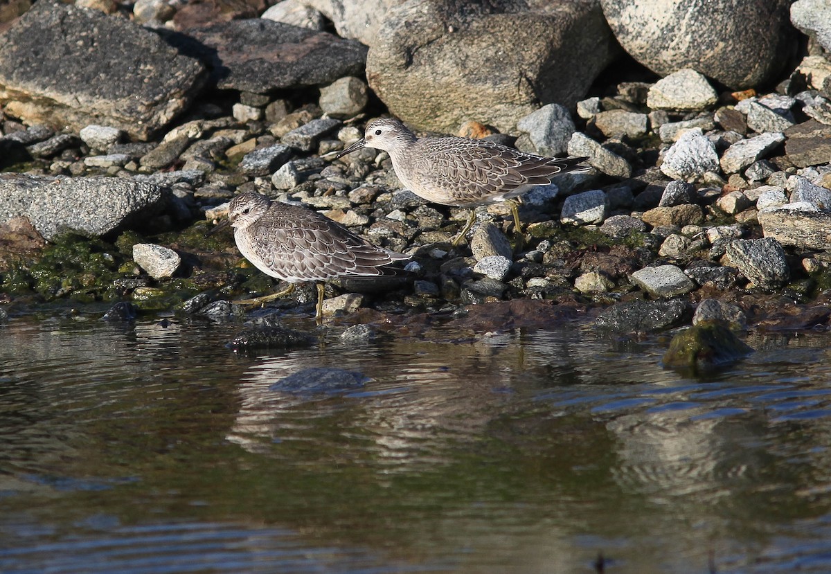 Red Knot - ML180738781