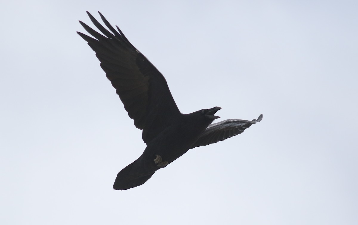 Common Raven - ML180739121