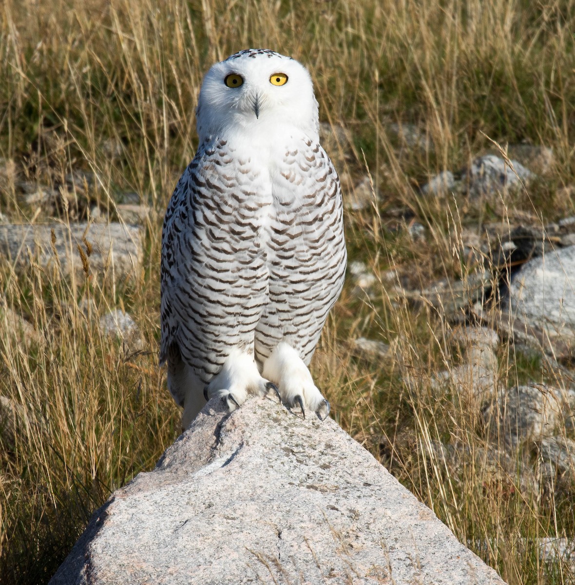Snowy Owl - Raymond  Birkelund