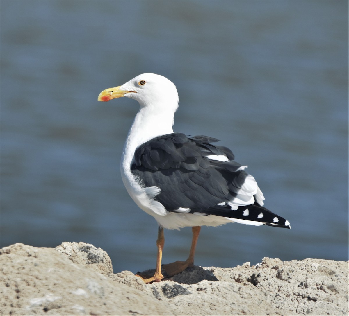 Yellow-footed Gull - ML180744681