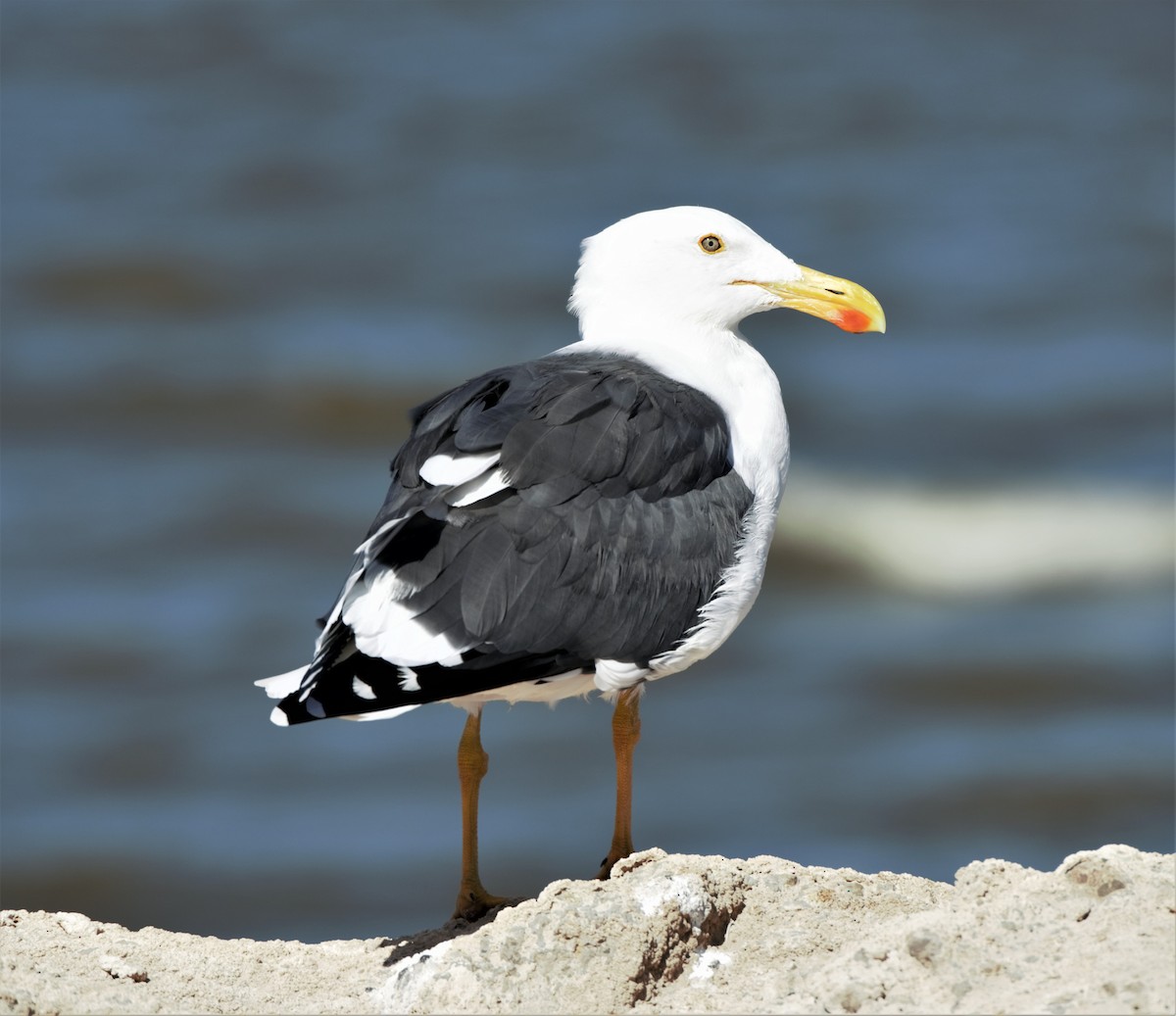 Yellow-footed Gull - ML180744761
