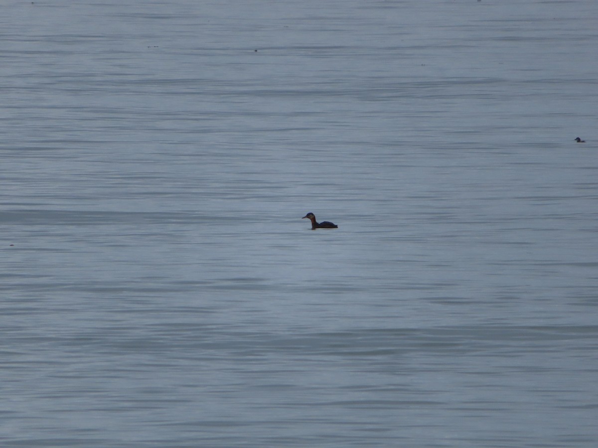 Red-necked Grebe - ML180750071