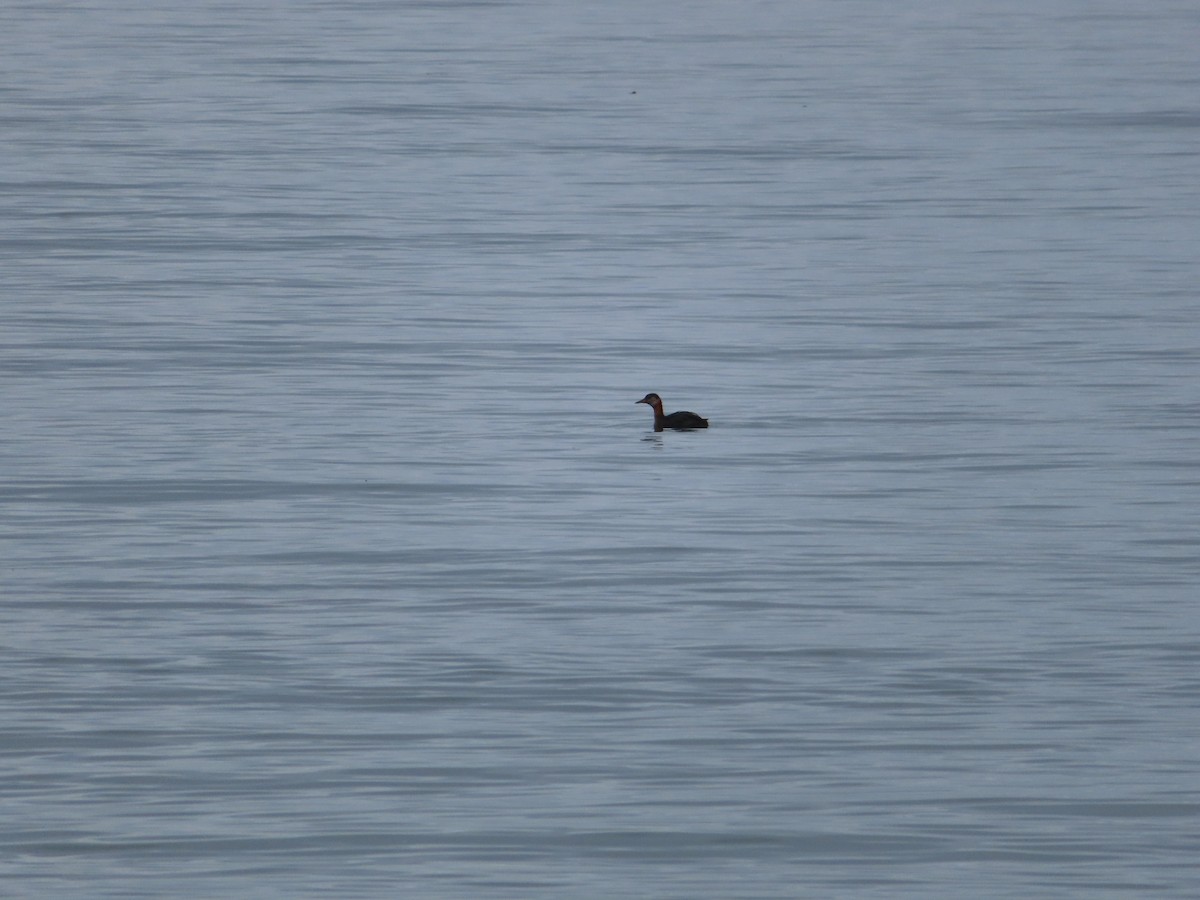 Red-necked Grebe - ML180750081