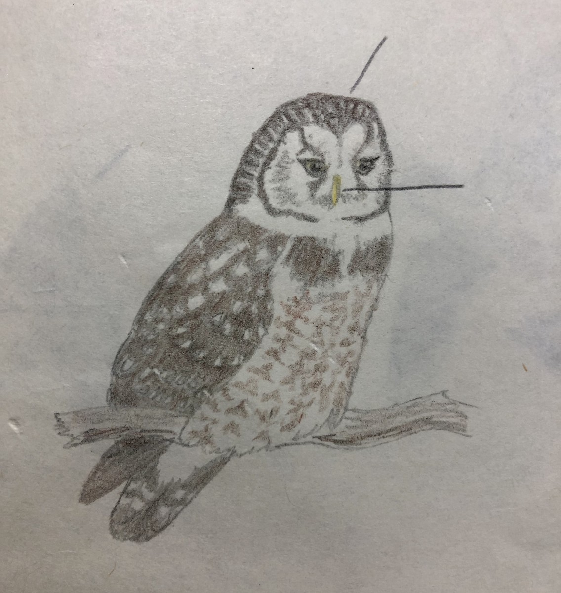 Boreal Owl - Peter Burke