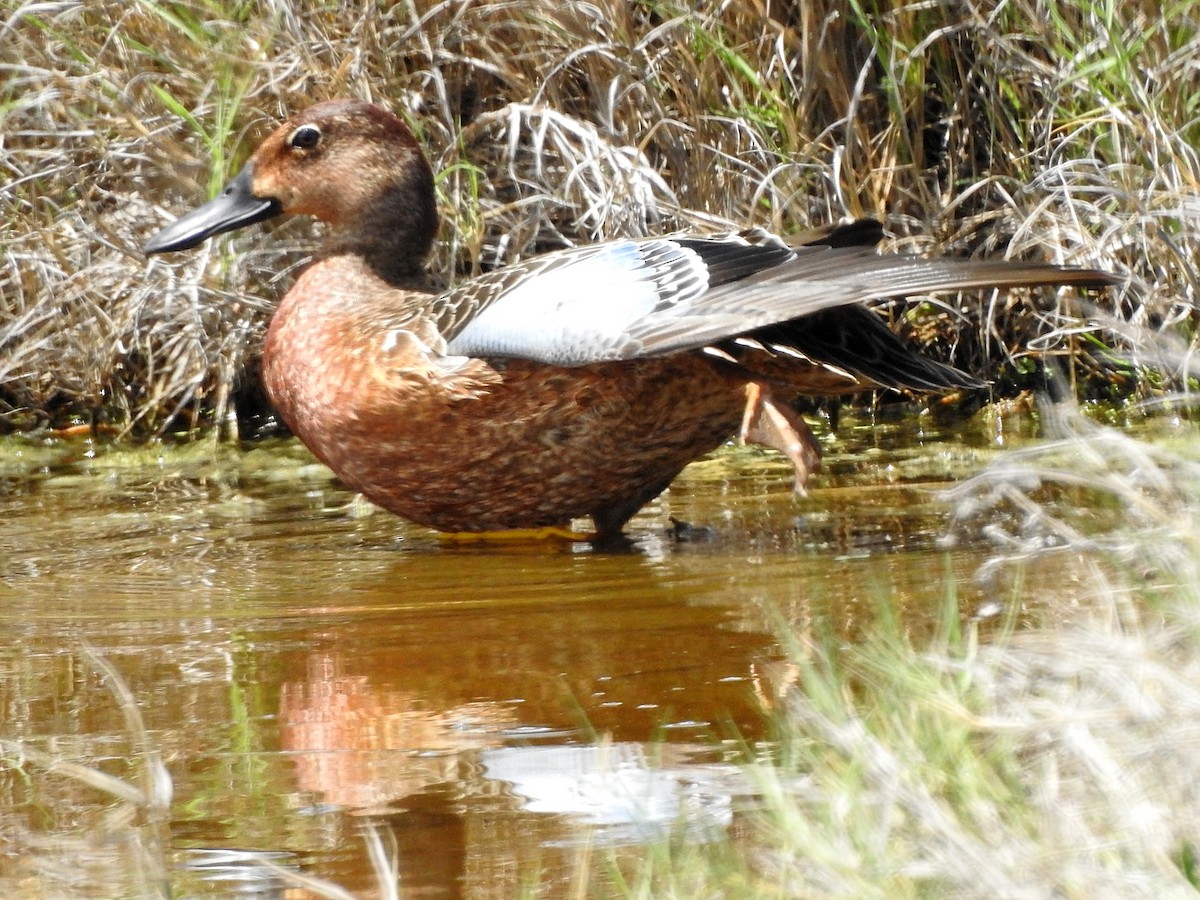 Blue-winged Teal - ML180754831