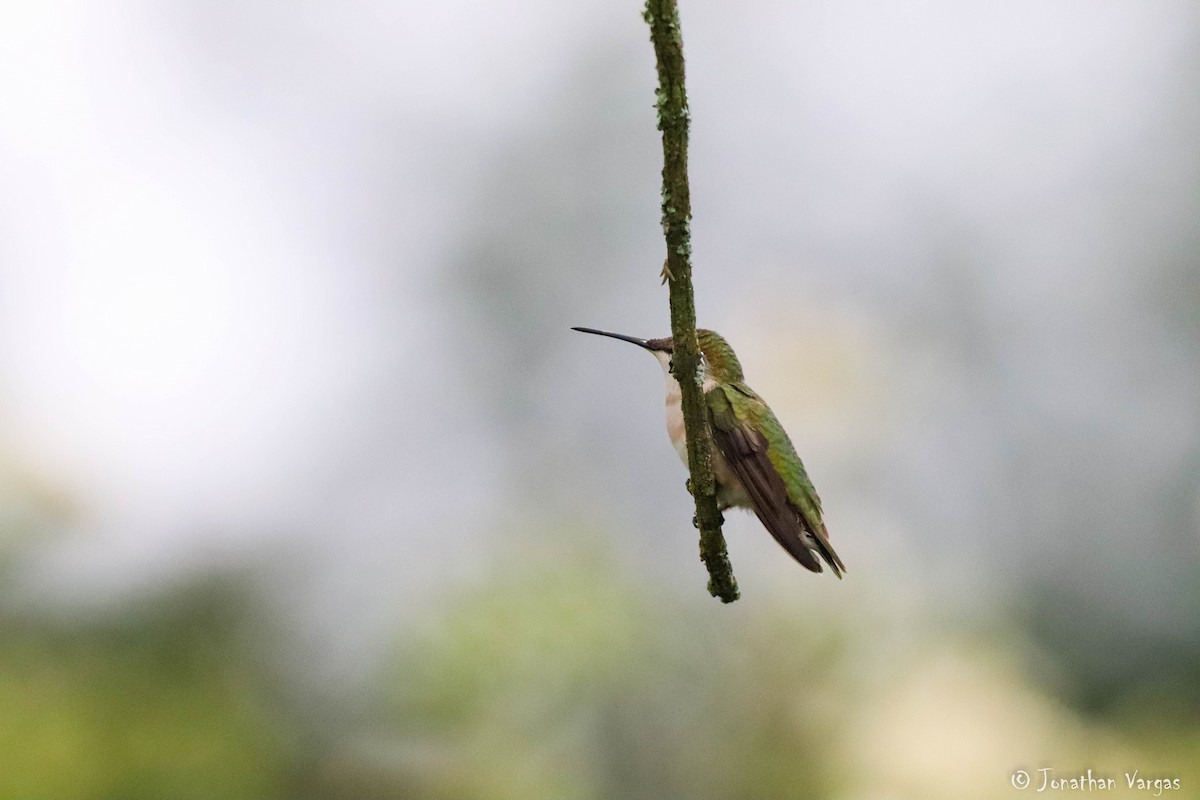 Ruby-throated Hummingbird - ML180754901