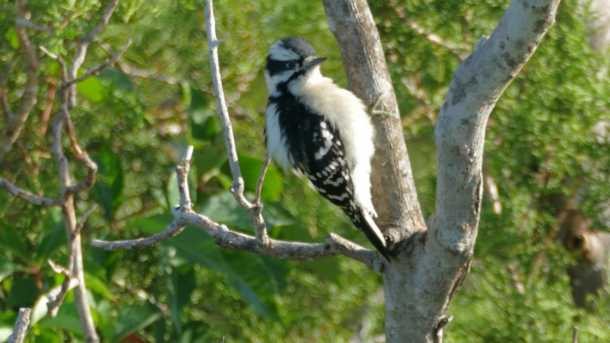 Downy Woodpecker - ML180758171