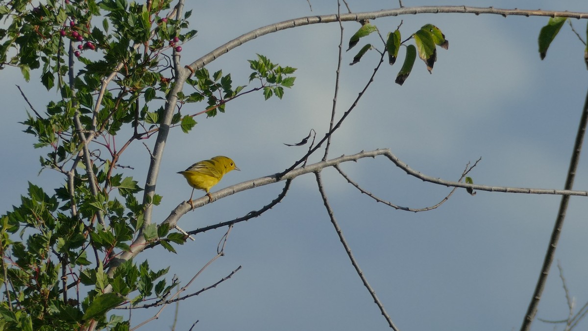 Yellow Warbler - ML180758361