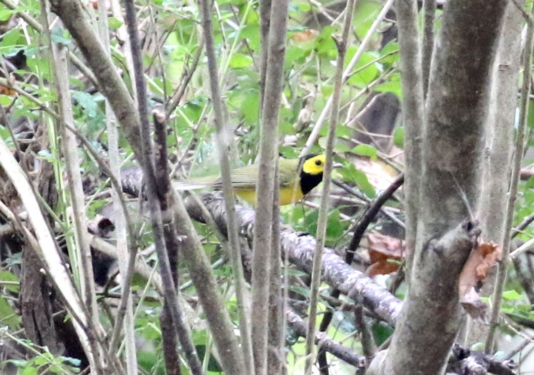 Hooded Warbler - Victor Stoll
