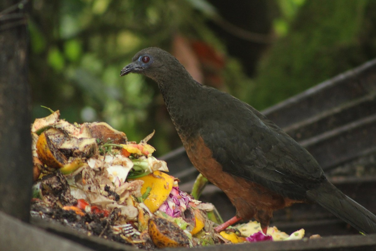 Sickle-winged Guan - ML180770641