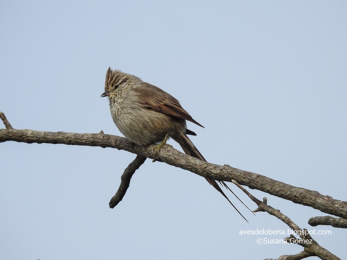 Tufted Tit-Spinetail - ML180770791