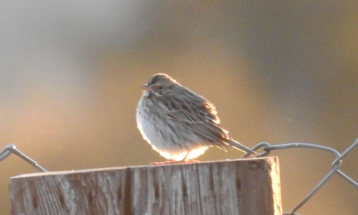 Savannah Sparrow - ML180773481