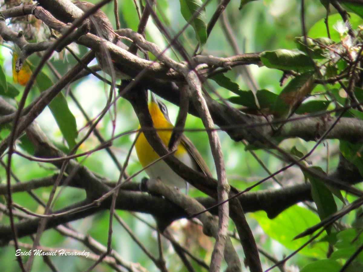 Yellow-breasted Chat - Erick Hernandez